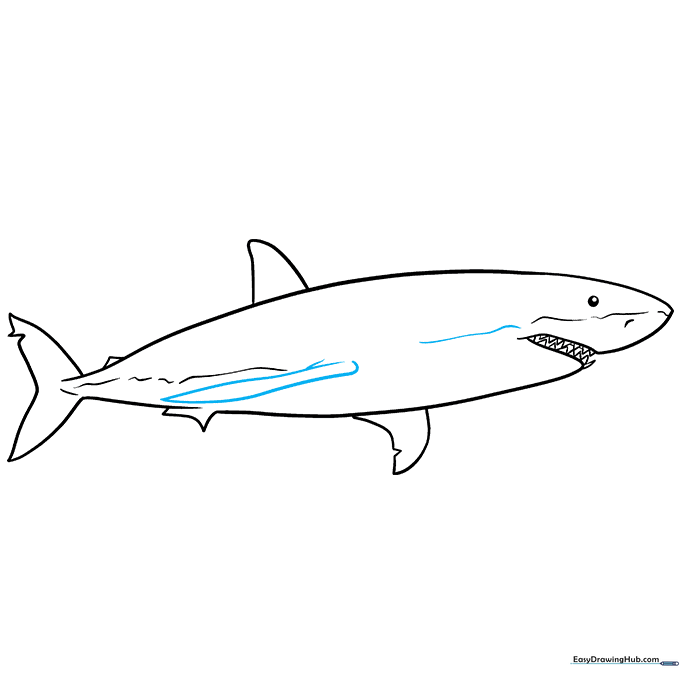 Drawing the side pectoral fin and refining the jawline.