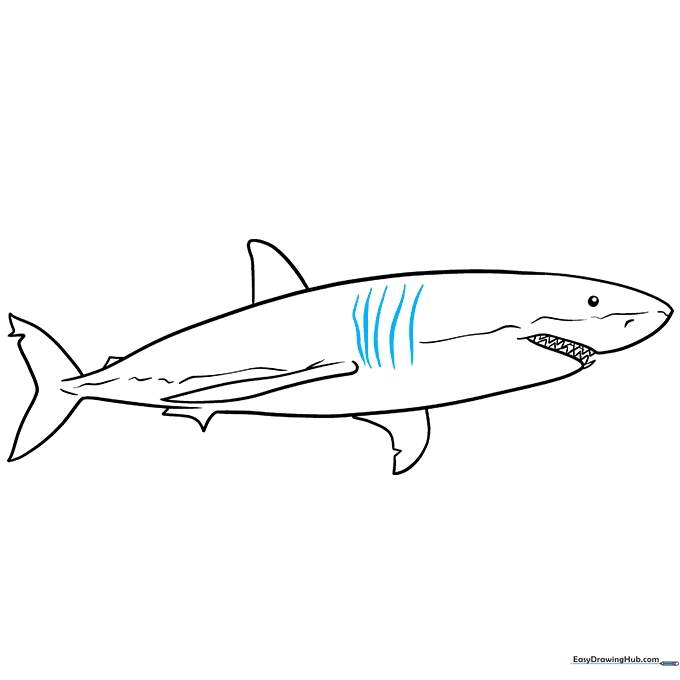 Adding five vertical gill slits to the shark's side.