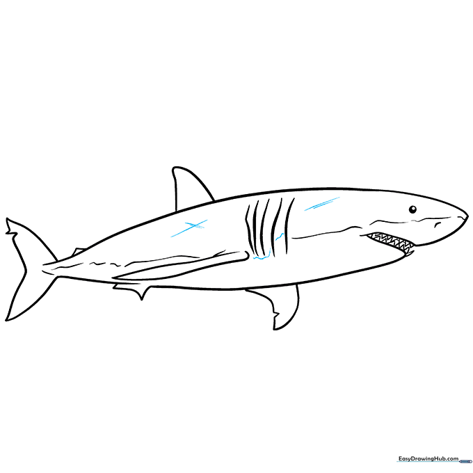 Final ink outline of the shark with varied line weights.