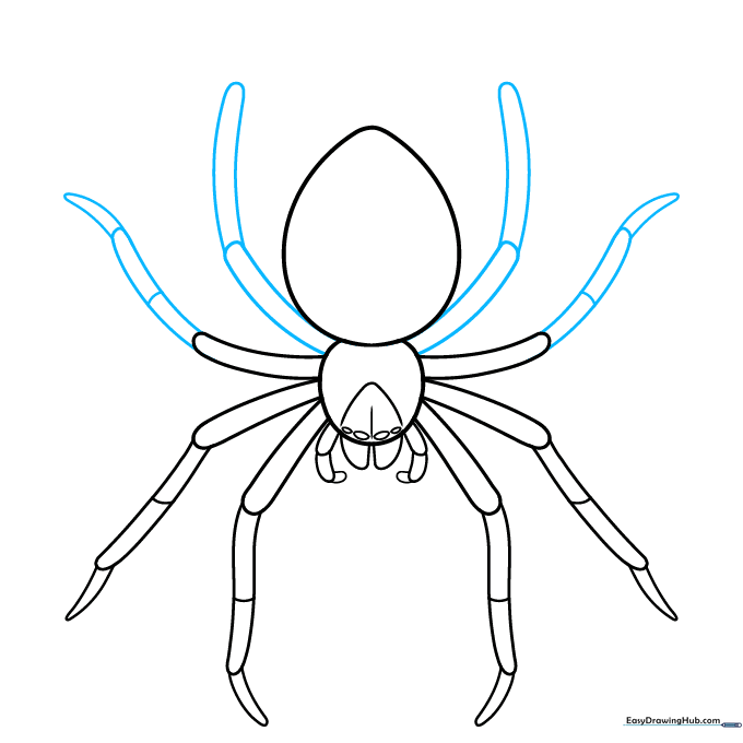 Sketch showing the completed eight-legged structure of the spider.