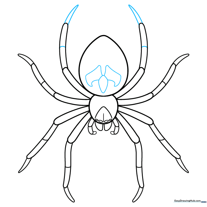 Sketch showing the beginning of decorative patterns on the spider's abdomen.