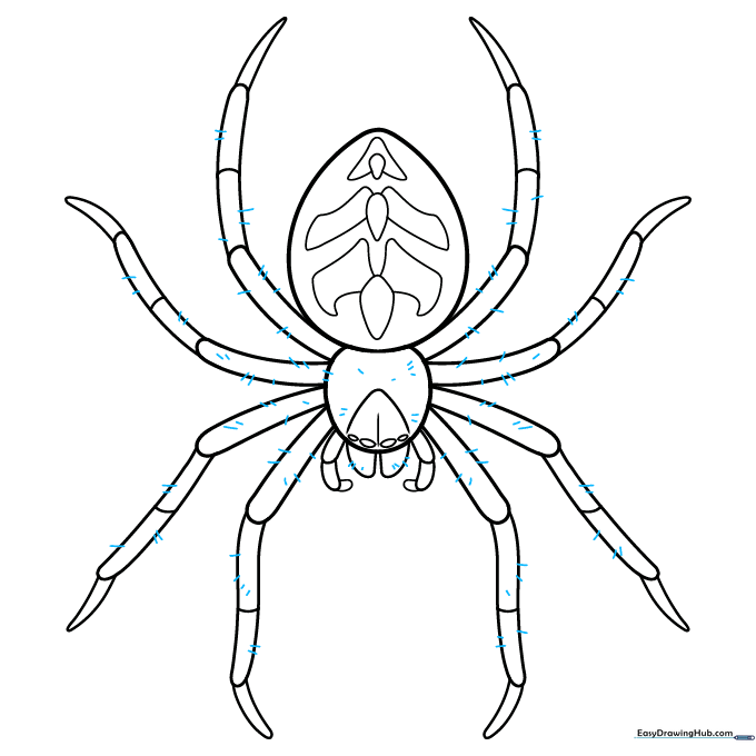 Sketch showing the addition of fine hairs on the spider's body and legs for texture.