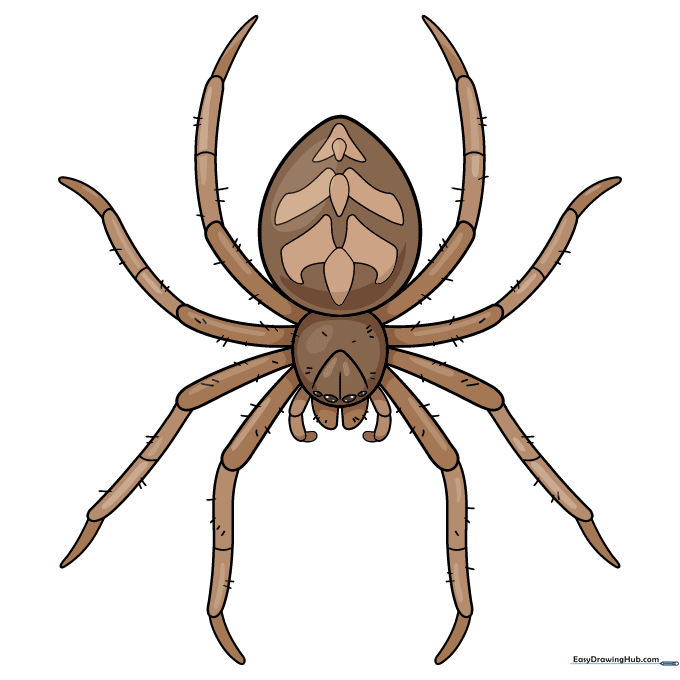 Final colored drawing of a realistic spider with brown tones and shading.