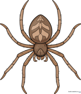 A completed, colored realistic spider drawing on a white background.