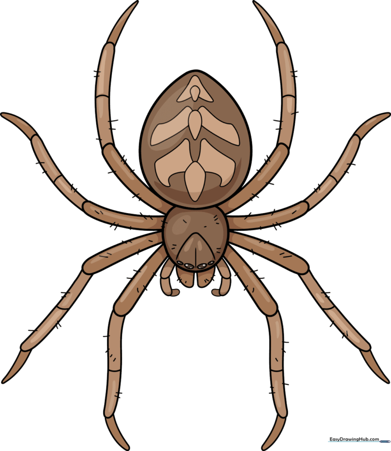 A completed, colored realistic spider drawing on a white background.