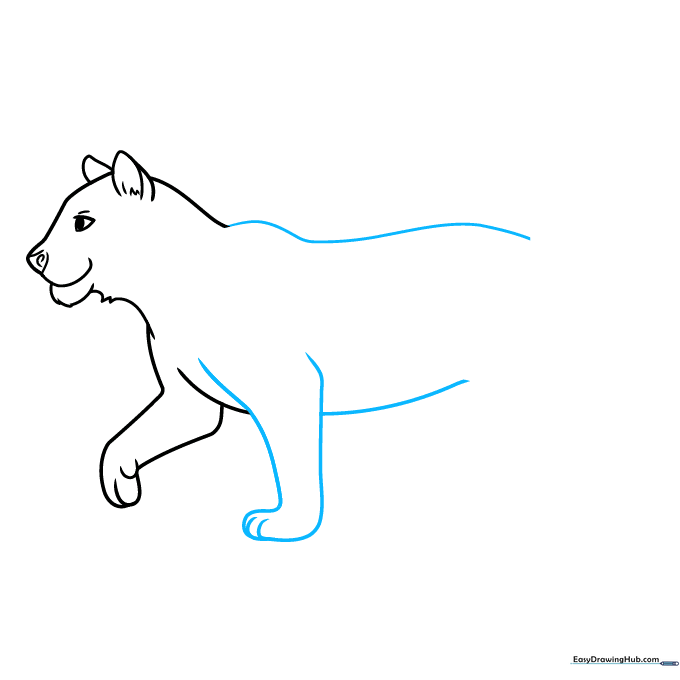 Drawing the tiger's back, belly, and front paw details.