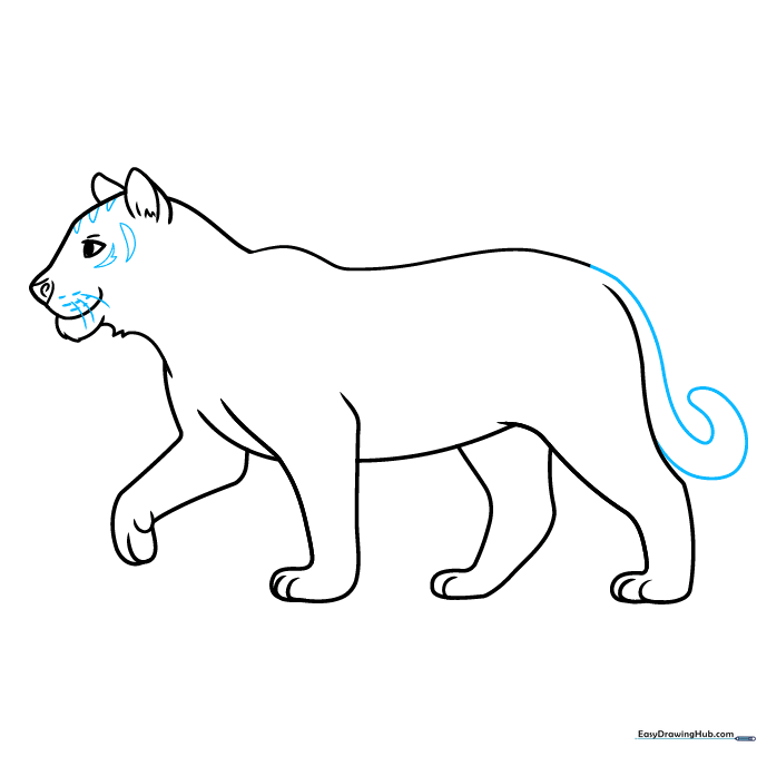 Adding the tail and facial stripes to the tiger drawing.