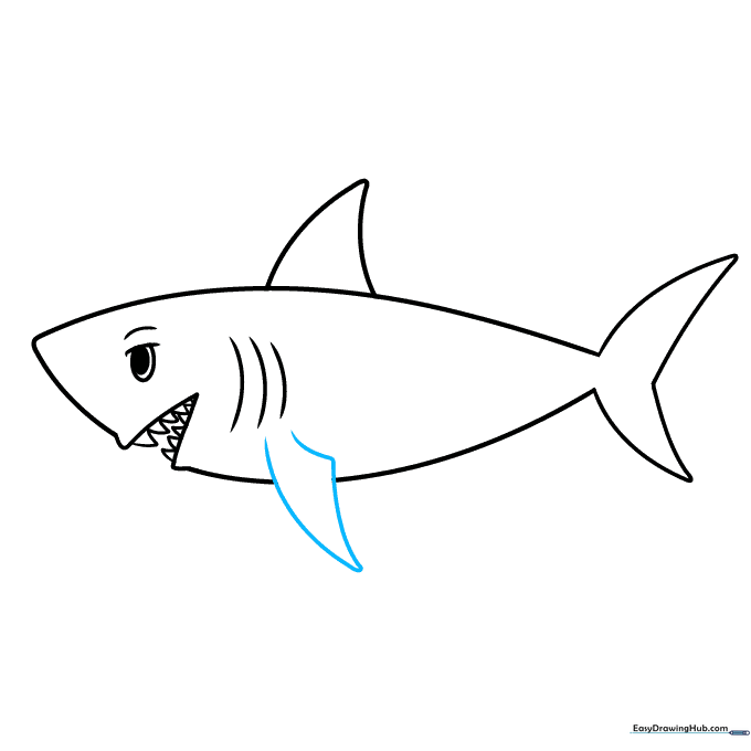 Sketching the pectoral fin on the side of the shark's body.