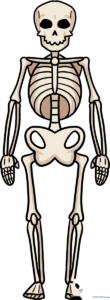 A friendly cartoon skeleton standing, featured in a step-by-step drawing tutorial.