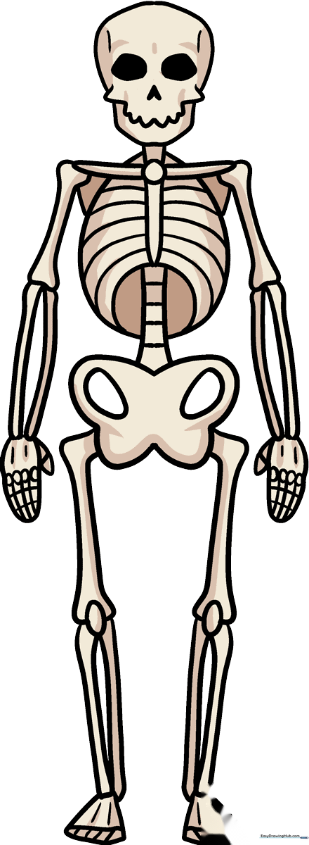 A friendly cartoon skeleton standing, featured in a step-by-step drawing tutorial.
