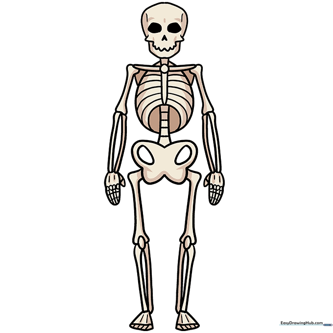 Completed cartoon skeleton colored in off-white tones.