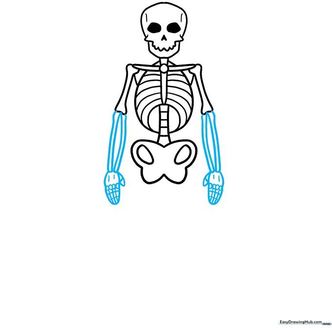 Detailed drawing of the skeleton hand with knuckles and thumb.