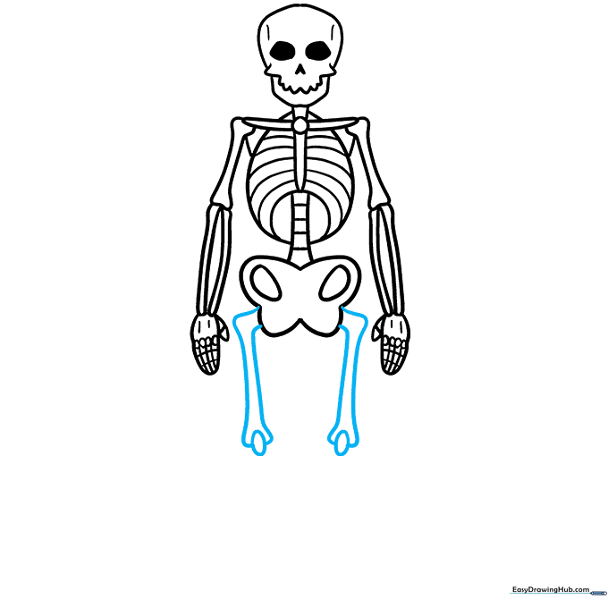 Drawing the upper and lower leg bones with knee joints.