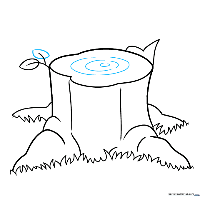 Drawing concentric rings on the top surface of the stump.