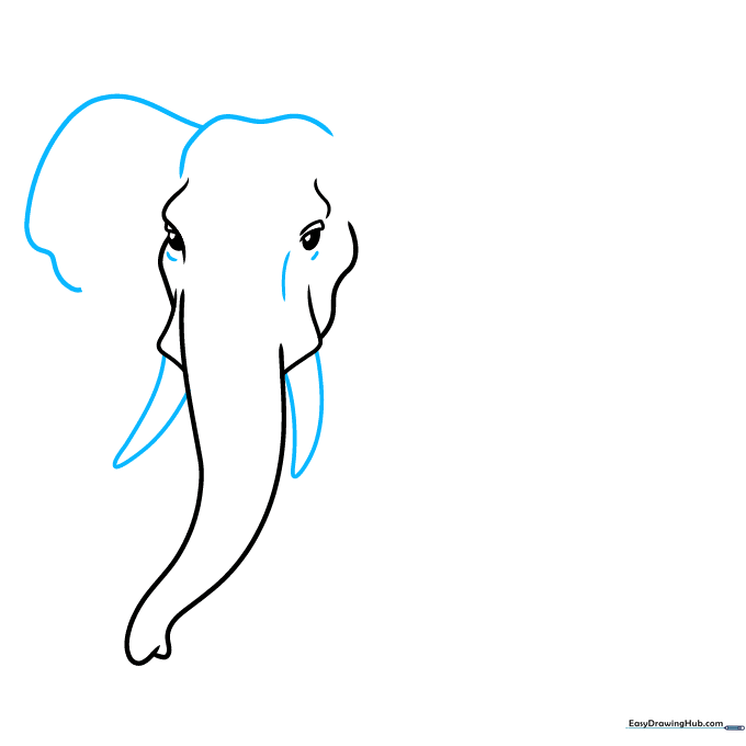 Adding the elephant's tusks and large ear flap to the existing head sketch.