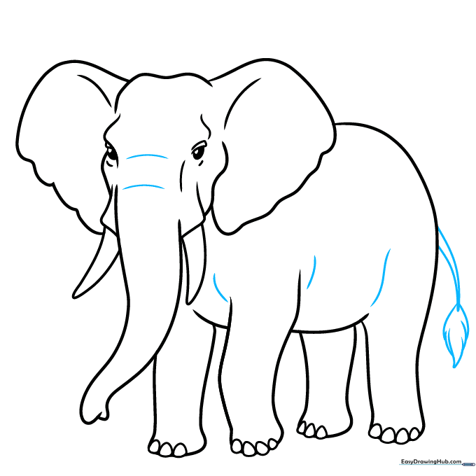 Adding a tail with a hairy tuft to the elephant's backside.