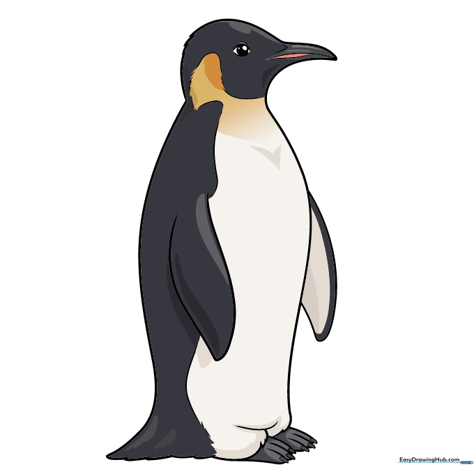 The finished, colored Emperor Penguin drawing with black, white, and orange details.