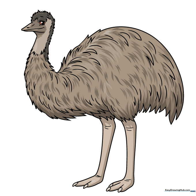 A finished, colored cartoon emu drawing with brown and grey feathers.