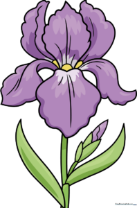 Colorful finished iris flower illustration for kids.