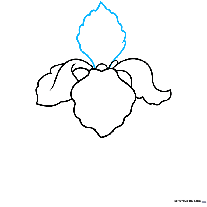 Sketching the tall, pointed upright petal of the iris.