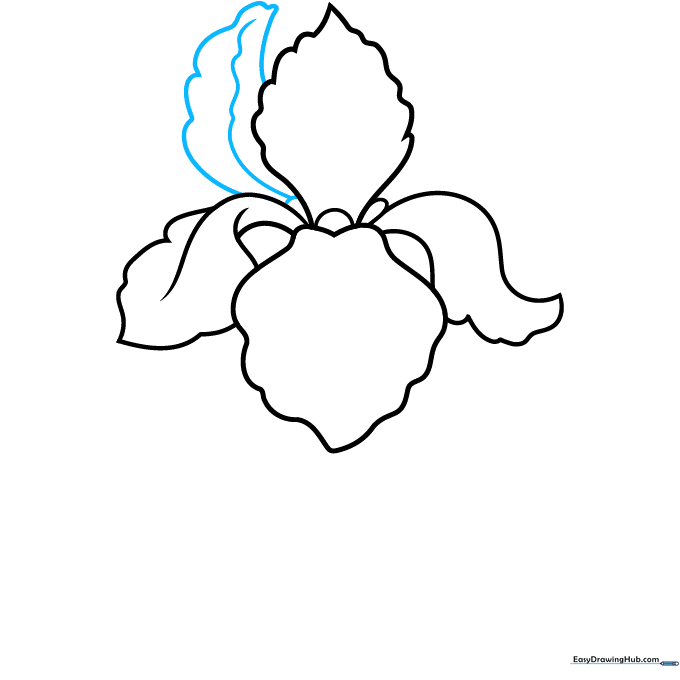 Adding a second upright petal with a central vein line for detail.