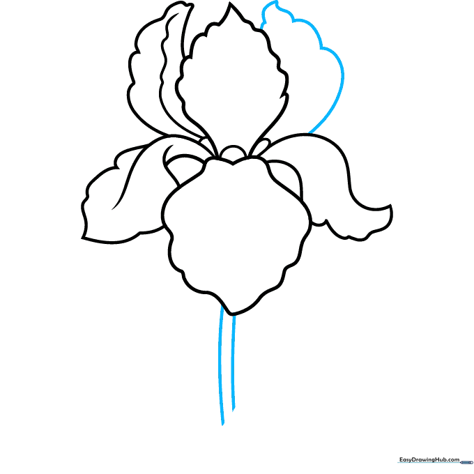 Drawing the final upright petal and the long stem of the iris.