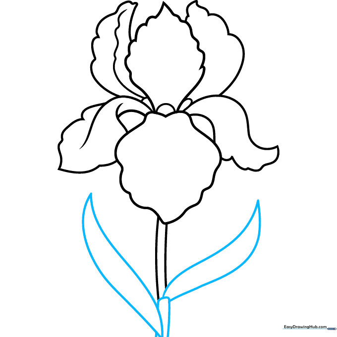 Adding long, pointed leaves at the base of the iris stem.