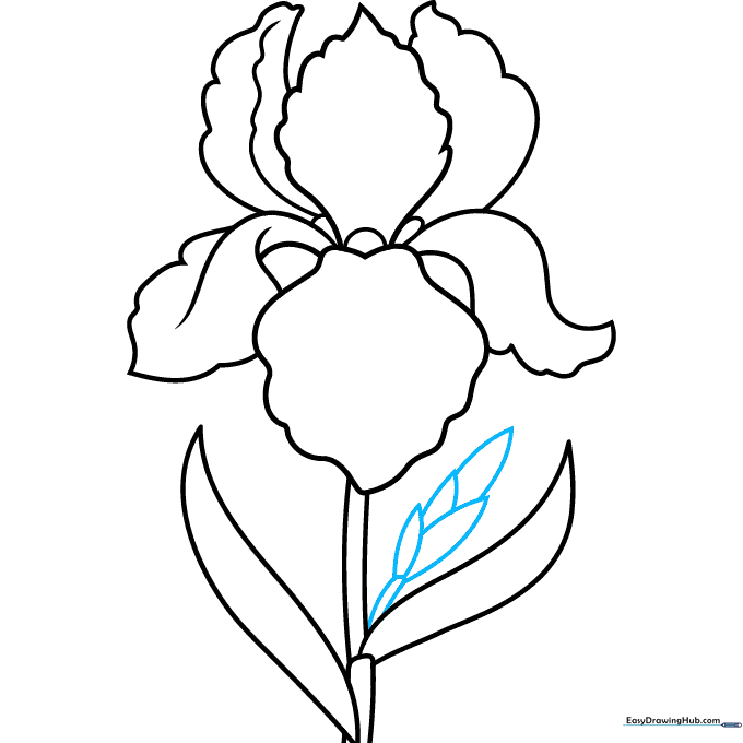 Sketching a small, unopened iris bud on the stem.