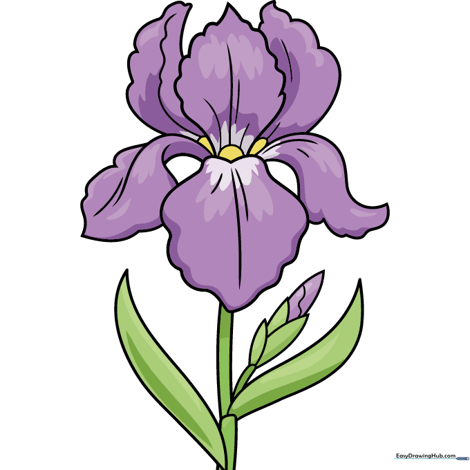 Finished iris flower drawing colored with purple and yellow.