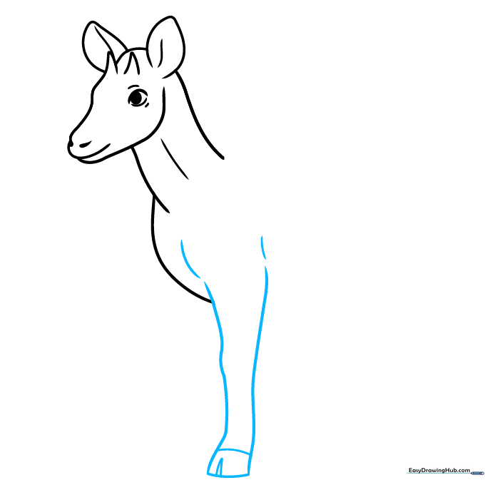 Detailed view of the okapi's front leg with a hoof and a small V-shaped notch.