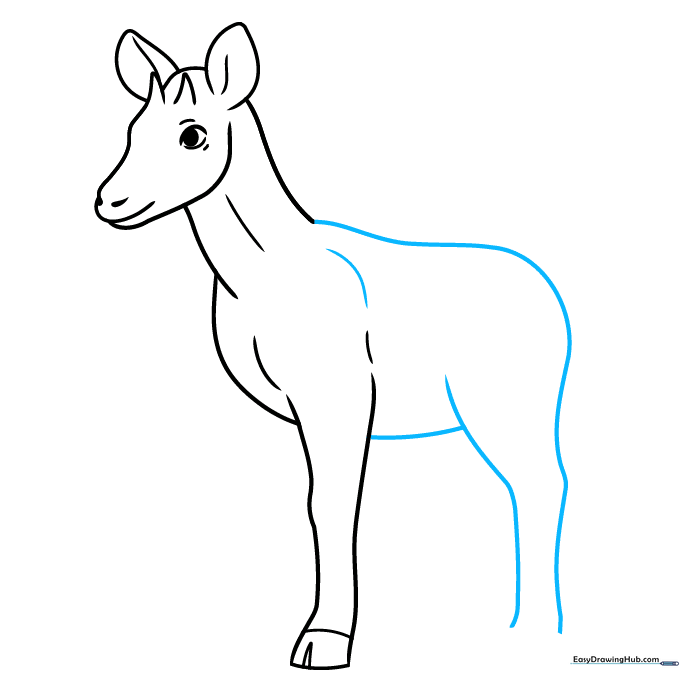 Outline of the okapi's back, belly, and rear leg structure.