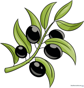 A beautifully colored, finished illustration of an olive branch as a symbol of peace.