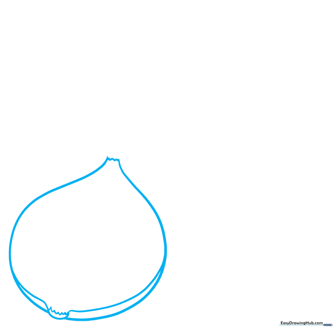 Pencil sketch of an onion bulb base with a zigzag top and curved root disc