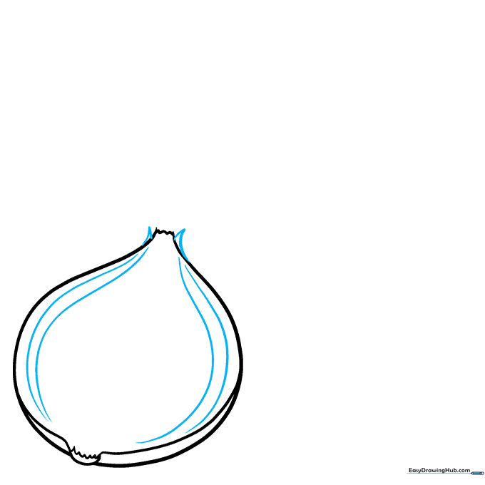 Drawing the internal layers of an onion with curved side lines