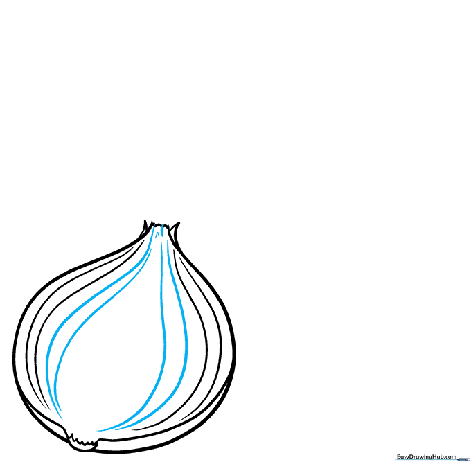 Onion drawing showing internal scale lines and a V-shaped stem sprout