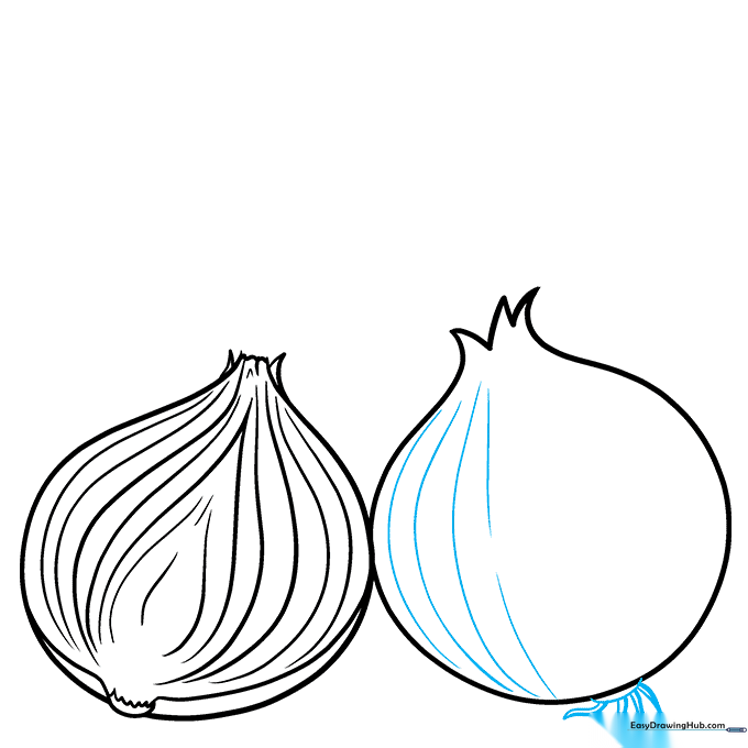 Drawing the fibrous root system at the base of the onion