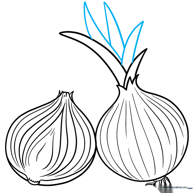 Completed line art of the onion with all shoots and details finished