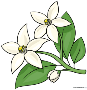 A vibrant, finished illustration of orange blossoms on a branch, perfect for botanical art practice.