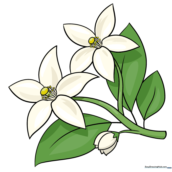 Finished, colored orange blossom drawing with white petals, yellow stamens, and green leaves.
