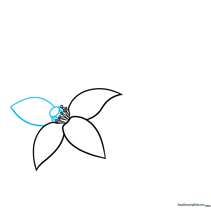 Adding a central stigma oval and a fourth petal to the orange blossom sketch.