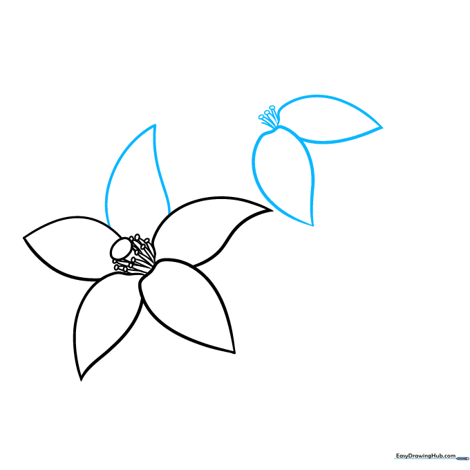 Completing the first flower and starting the outline of a second adjacent blossom.