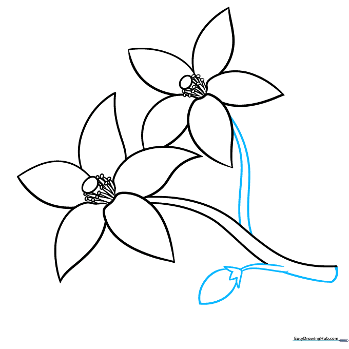 Drawing a branching twig and an unopened flower bud at the end of the branch.
