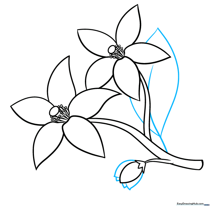 Adding details to the flower bud and sketching the first large leaf behind the blossoms.