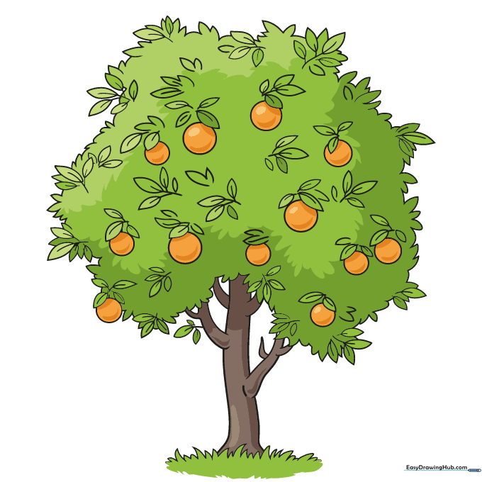 Completed and colored orange tree drawing with bright orange fruit and green leaves.