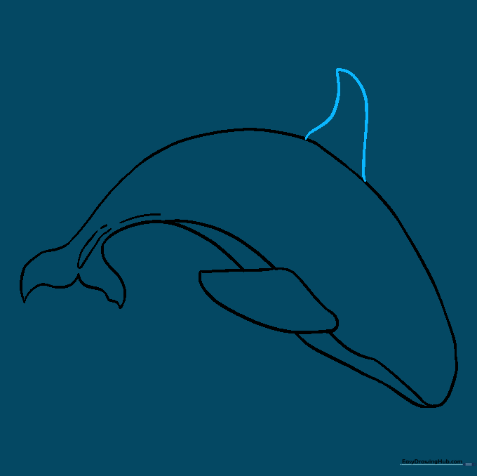 Drawing the tall, triangular dorsal fin on the top of the orca's back.