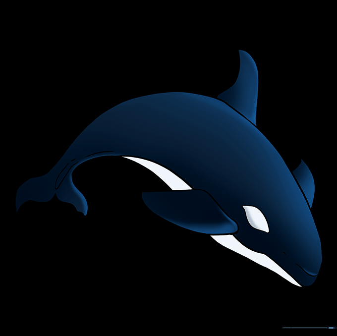 Final colored orca drawing with black and white markings.