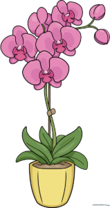A colorful, finished drawing of an orchid in a pot, showcasing the final result of the tutorial.