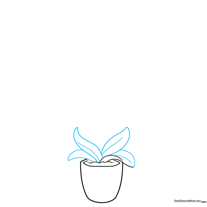 Drawing long, overlapping orchid leaves with central veins emerging from the pot.
