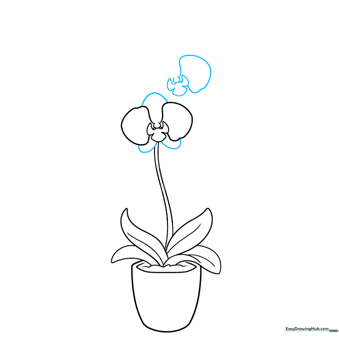 Expanding the orchid drawing by adding more petals to the first flower and starting a second bloom.