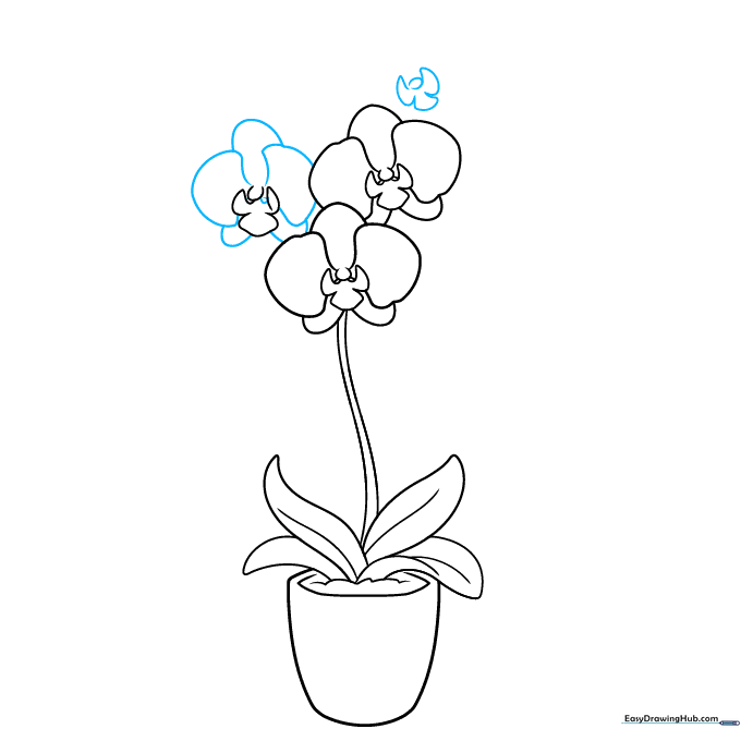 Detailing the outer petals of the orchid cluster and starting the fourth flower.